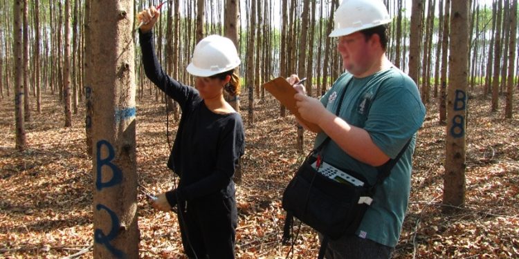 Startup desenvolve equipamento com tecnologia nacional para avaliação de árvores e madeira