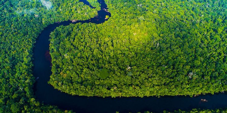 A importância da floresta em pé para a economia, o clima e as pessoas