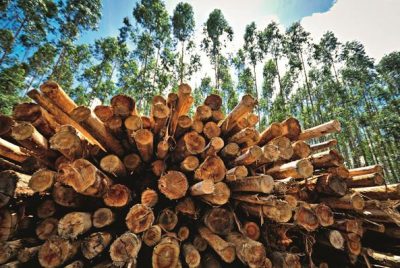 Nova Pesquisa Revela que os Consumidores Priorizam as Florestas em Compras Sustentáveis