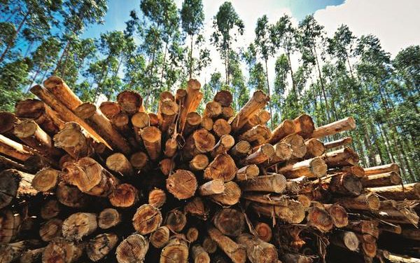 Nova Pesquisa Revela que os Consumidores Priorizam as Florestas em Compras Sustentáveis